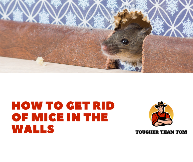 How to Get Rid of Mice in Walls: Complete Guide – Tougher Than Tom