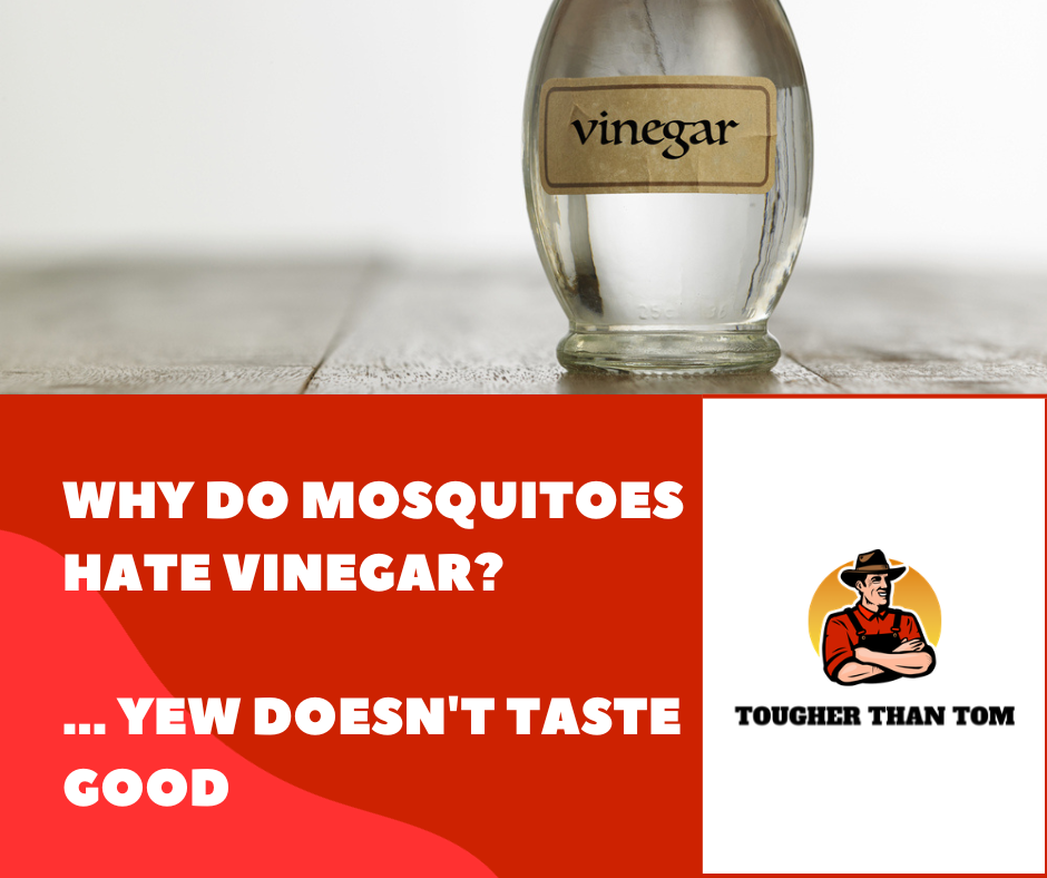 Why Do Mosquitoes Hate Vinegar? Tougher Than Tom