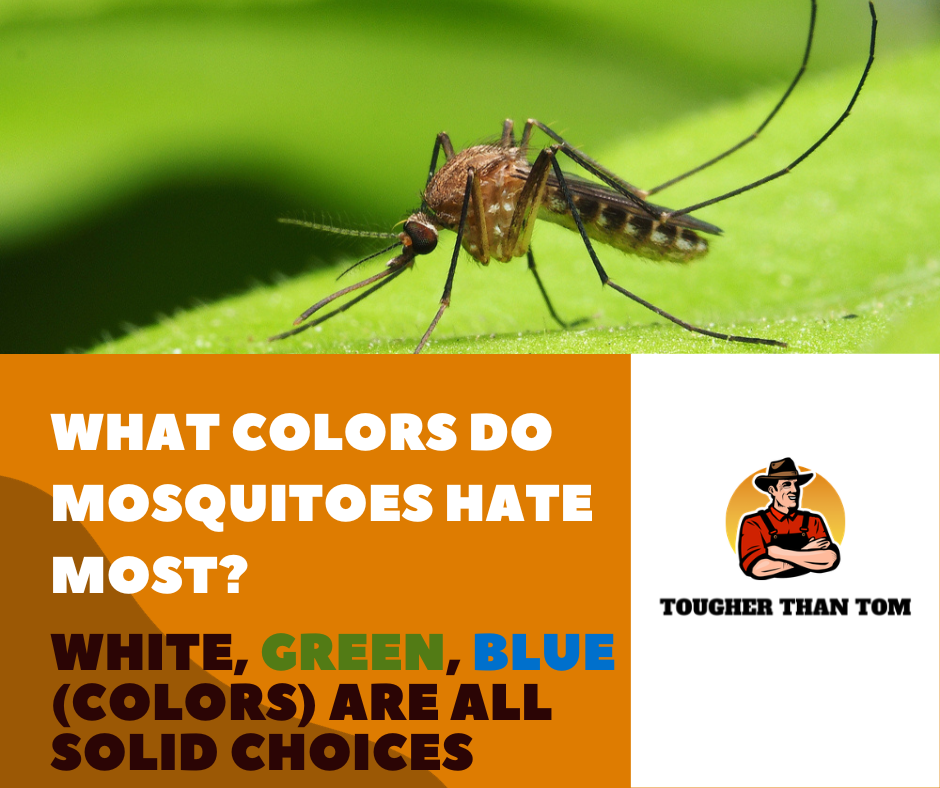 what-colors-do-mosquitoes-hate-most-tougher-than-tom