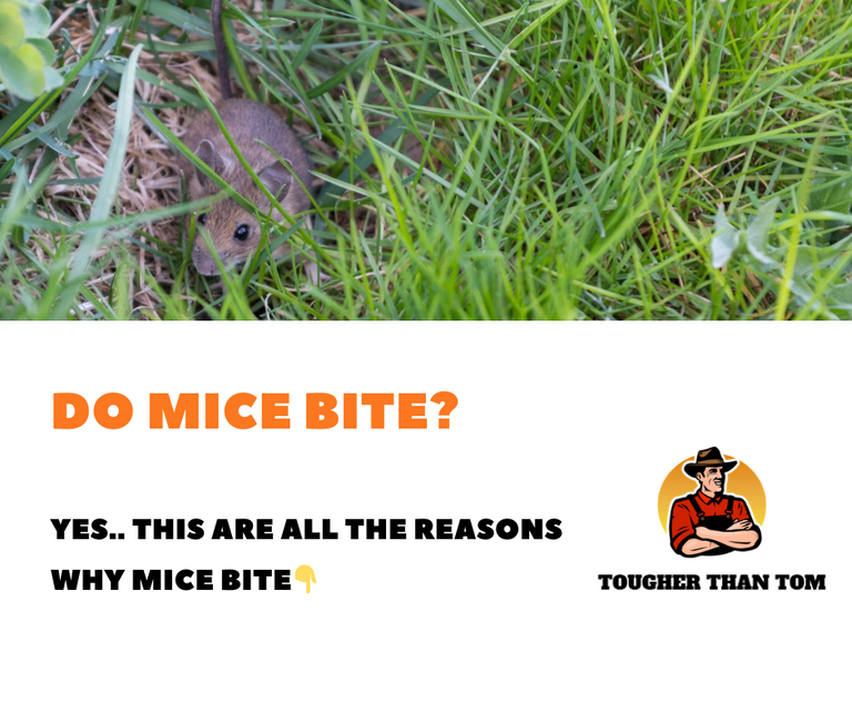 Do Mice Bite Tougher Than Tom Do mice bite tougher than tom