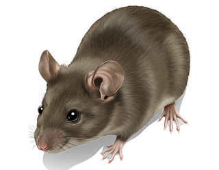 Mice & Rats