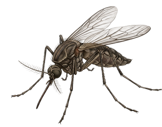 Mosquitoes