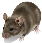Mice & rats