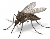 Mosquitoes