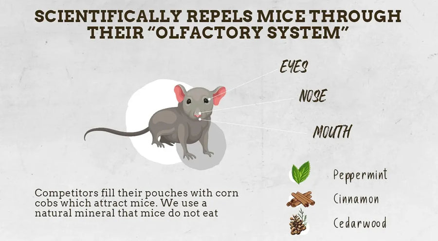 Diagram showing mice are repelled through their olfactory system